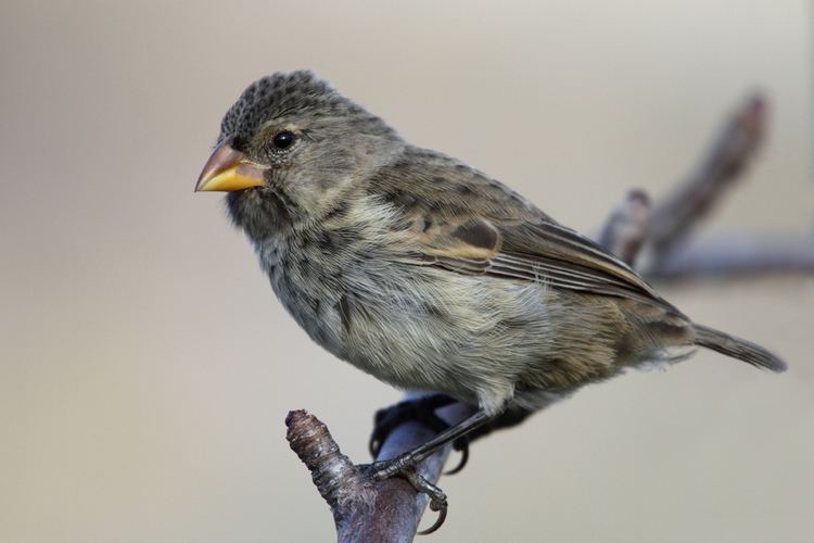 Small ground finch Small Groundfinch Rhys Marsh Flickr