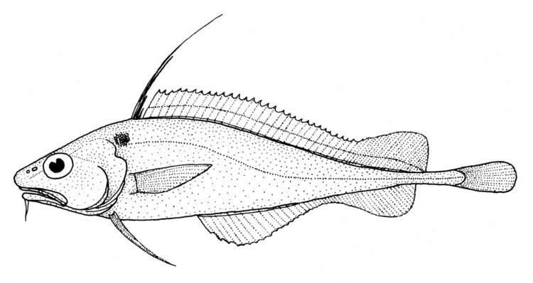 Small-headed cod httpsuploadwikimediaorgwikipediacommonsthu
