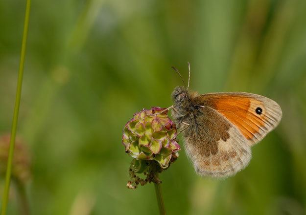 Small heath (butterfly) Butterfly Conservation Small Heath
