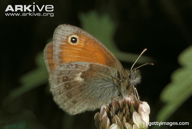 Small heath (butterfly) Small heath butterfly videos photos and facts Coenonympha