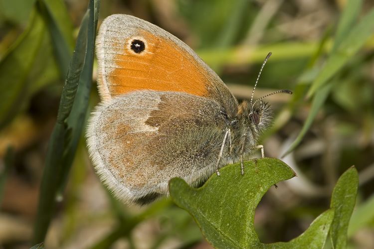 Small heath (butterfly) httpsuploadwikimediaorgwikipediacommons66