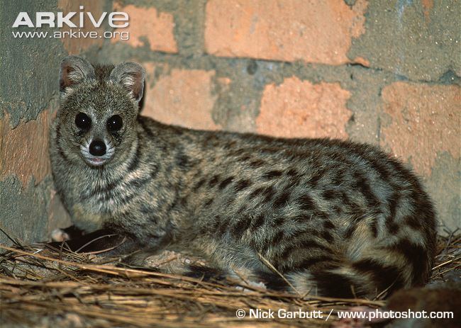 Small Indian civet Small Indian civet videos photos and facts Viverricula indica