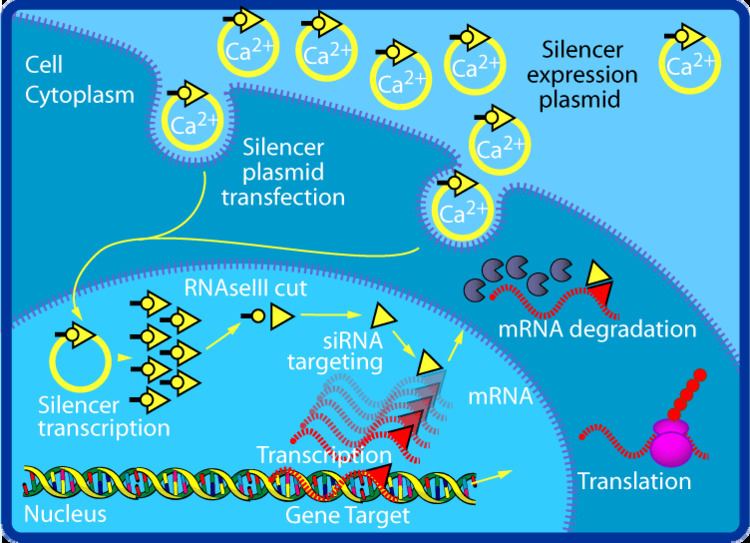 Small interfering RNA