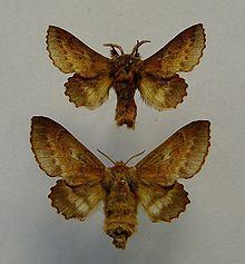 Small lappet moth httpsuploadwikimediaorgwikipediacommonsthu