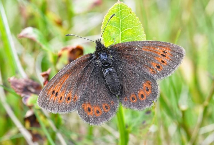 Small mountain ringlet Bobs Butterfly and Bird Blog Mountain Ringlet and Large Heath