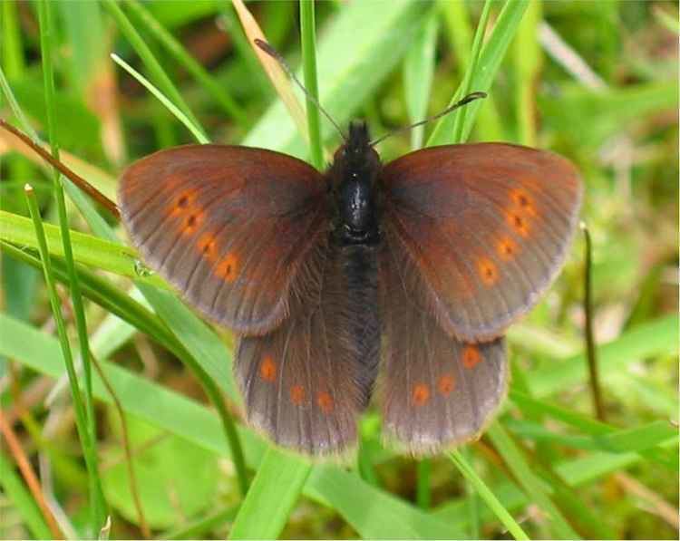 Small mountain ringlet Butterfly Conservation Glasgow and South West Scotland Branch