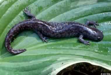 Small-mouth salamander Canadian Biodiversity Species Amphibians and reptiles Smallmouth