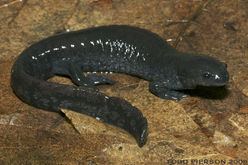 Small-mouth salamander BioKIDS Kids39 Inquiry of Diverse Species Ambystoma texanum Small