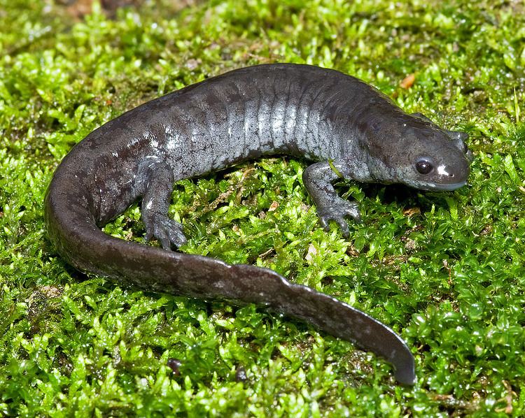Small-mouth salamander httpsc1staticflickrcom6550214063403335c50