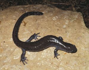 Small-mouth salamander DNR Smallmouthed Salamander Ambystoma texanum