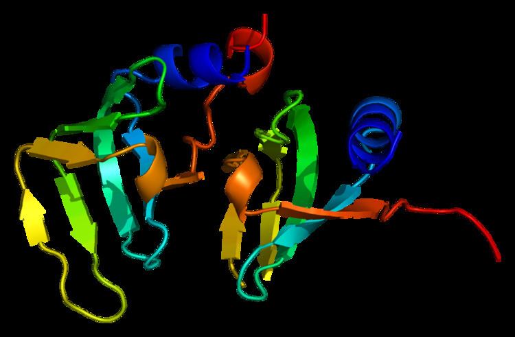 Small nuclear ribonucleoprotein D1