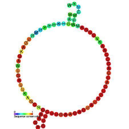 Small nucleolar RNA CD11