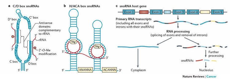 Small nucleolar RNA wwwnaturecomnrcjournalv12n2imagesnrc3195f