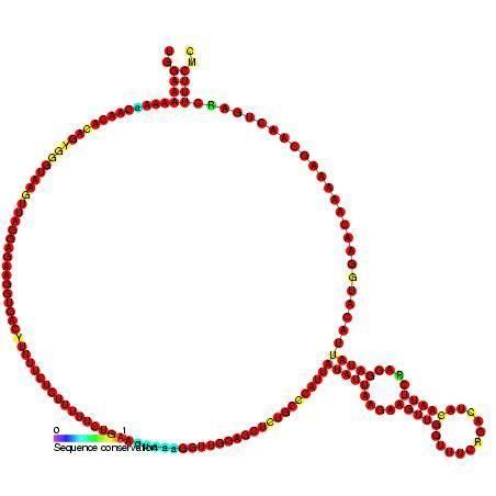 Small nucleolar RNA J26
