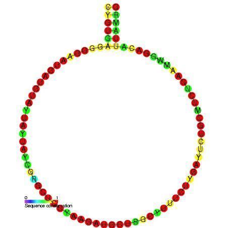 Small nucleolar RNA J33