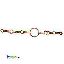 Small nucleolar RNA MBI-161 httpsuploadwikimediaorgwikipediacommonsthu