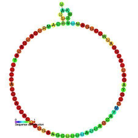Small nucleolar RNA Me18S-Gm1358