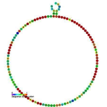 Small nucleolar RNA Me28S-Am2589