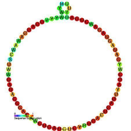 Small nucleolar RNA Me28S-Cm2645
