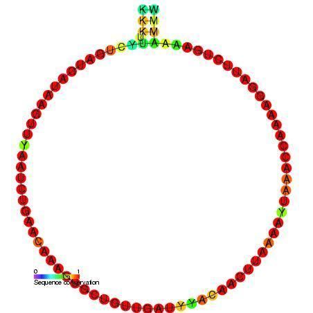 Small nucleolar RNA Me28S-Cm3227