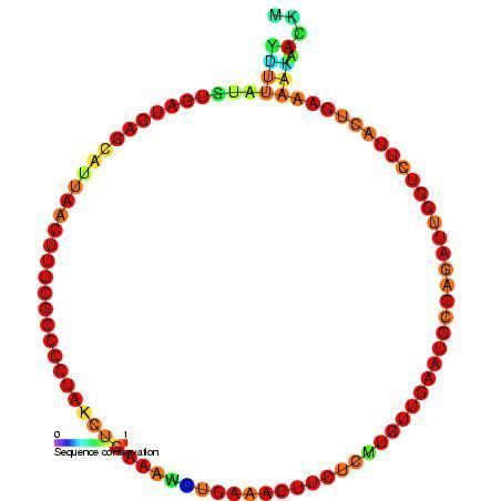 Small nucleolar RNA Me28S-Gm1083