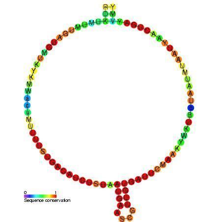 Small nucleolar RNA Me28S-Gm3255