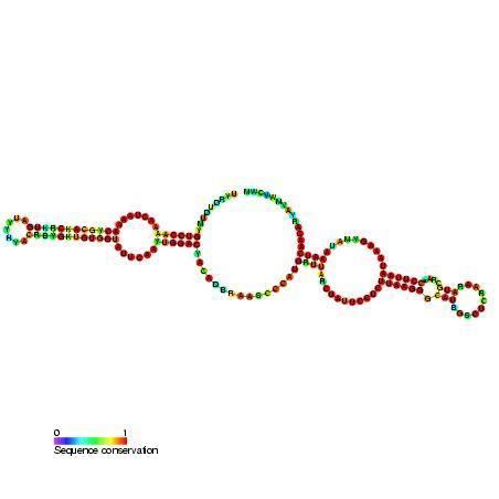 Small nucleolar RNA psi18S-1854