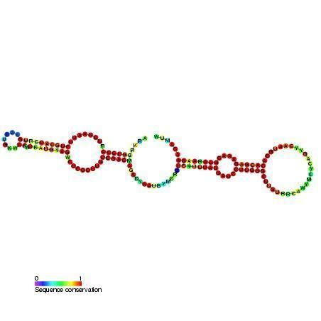 Small nucleolar RNA psi28S-1192
