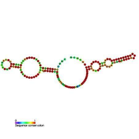 Small nucleolar RNA psi28S-2876