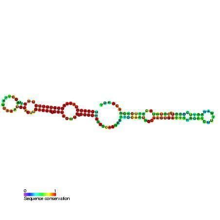 Small nucleolar RNA psi28S-3316