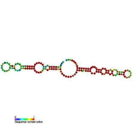 Small nucleolar RNA psi28S-3327