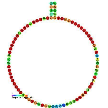 Small nucleolar RNA R12