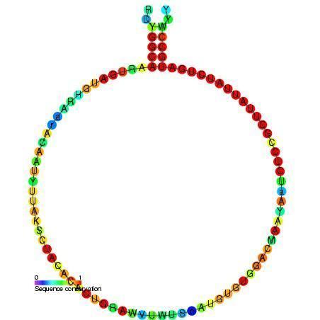 Small nucleolar RNA R16