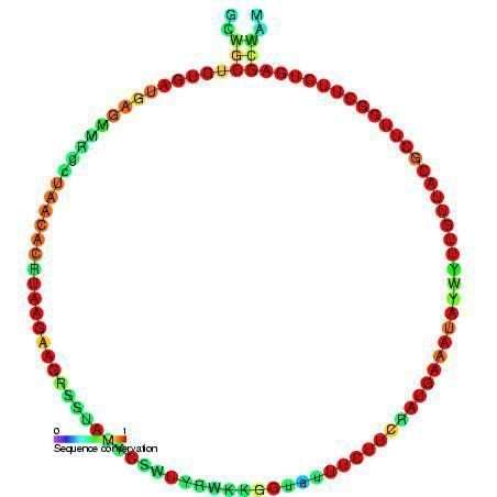 Small nucleolar RNA R24