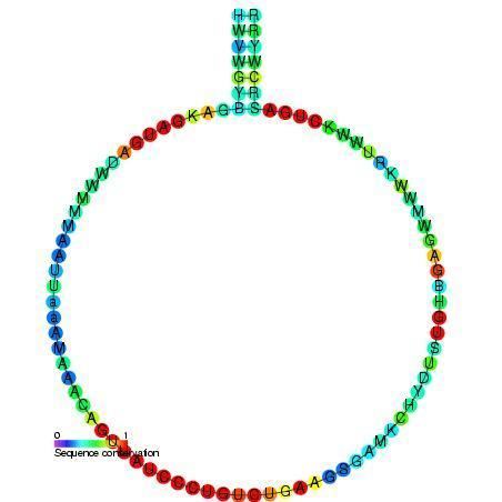 Small nucleolar RNA R38