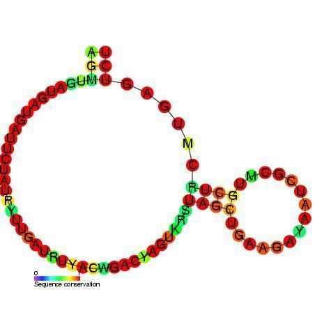 Small nucleolar RNA R43
