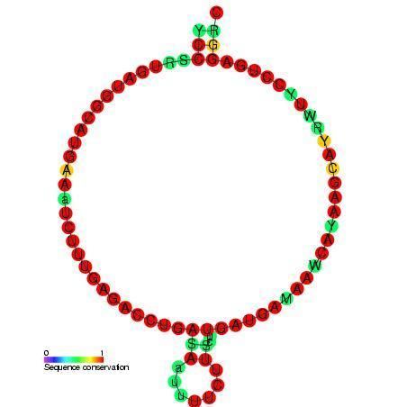Small nucleolar RNA R66