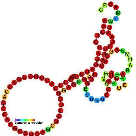 Small nucleolar RNA snoM1