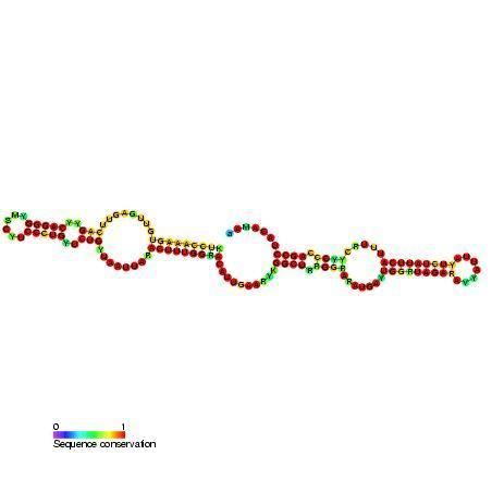 Small nucleolar RNA snoMBI-87