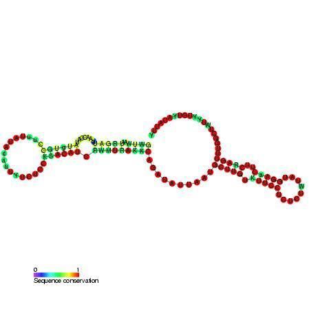 Small nucleolar RNA snoR98