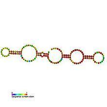 Small nucleolar RNA SNORA1 httpsuploadwikimediaorgwikipediacommonsthu