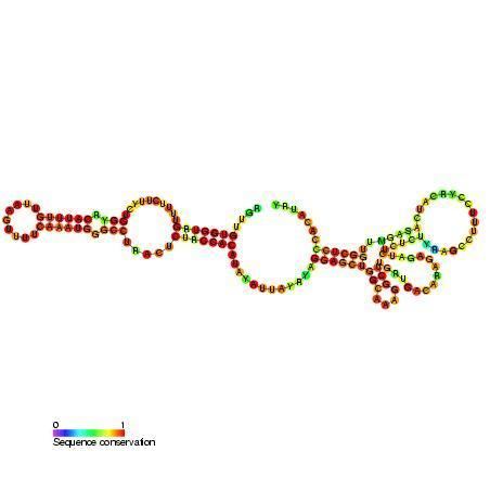 Small nucleolar RNA SNORA12