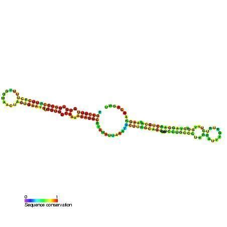 Small nucleolar RNA SNORA13