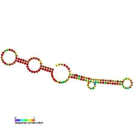 Small nucleolar RNA SNORA15