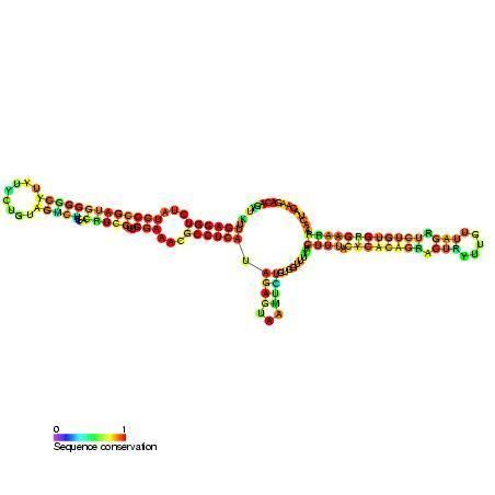Small nucleolar RNA SNORA18