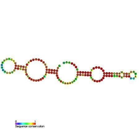 Small nucleolar RNA SNORA19