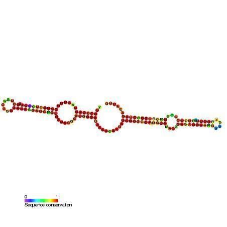 Small nucleolar RNA SNORA20