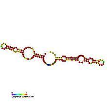 Small nucleolar RNA SNORA24 httpsuploadwikimediaorgwikipediacommonsthu