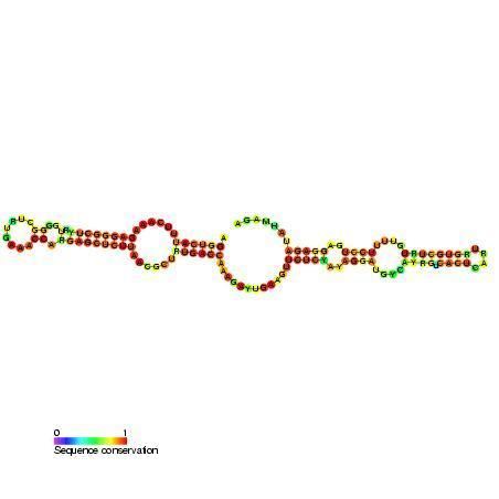 Small nucleolar RNA SNORA25