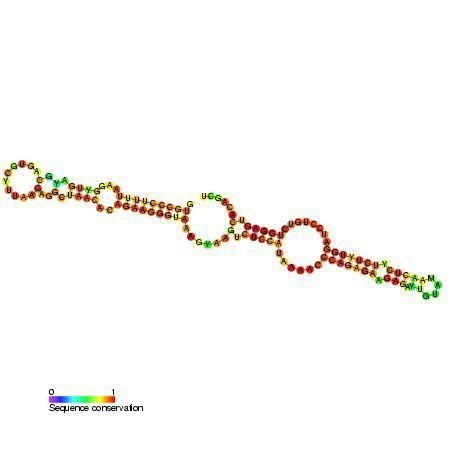 Small nucleolar RNA SNORA26